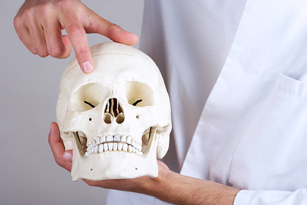 istock doctor showing foramen supraorbitale 178144776