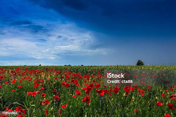 여름에는 아름다운 시골길 필드 곡초류에 대한 스톡 사진 및 기타 이미지 - 곡초류, 구름, 꽃-꽃의 구조