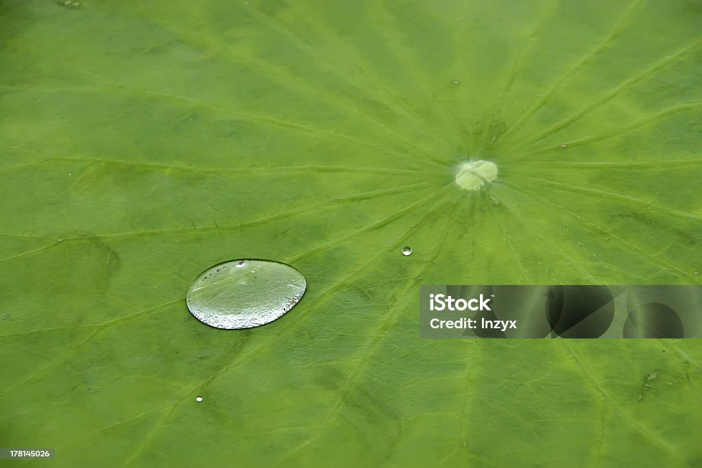 물 방울 on 바하이 잎 - 로열티 프리 0명 스톡 사진