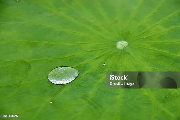 물 방울 On 바하이 잎 0명에 대한 스톡 사진 및 기타 이미지 - 0명, 가오리상목, 계절