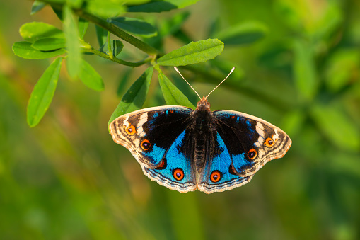 butterfly with fully spread wings, Junonia orithya