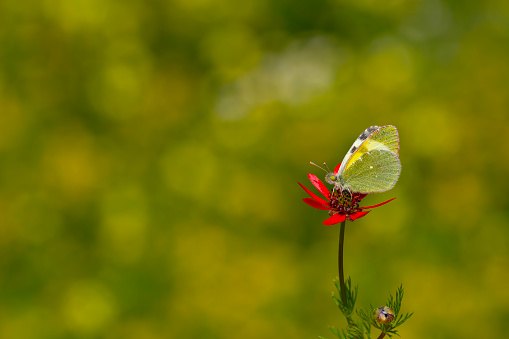 Euchloe penia,  yellow butterfly on red flower,