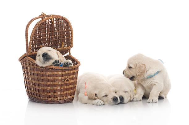 istock small cute golden retriever puppy,  on white background 178145286