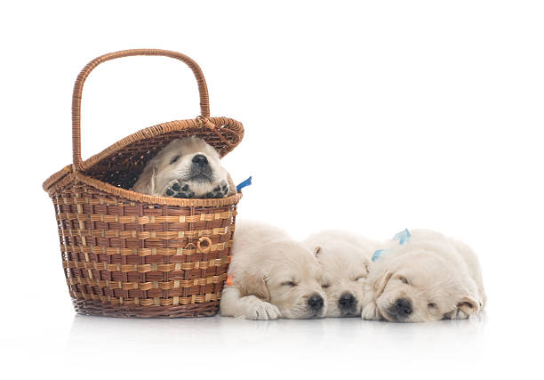 istock small cute golden retriever puppy,  on white background 178145288