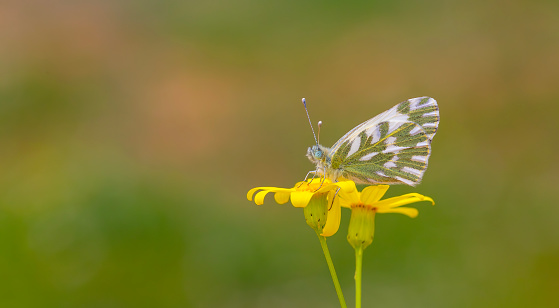 Butterfly on a yellow flower