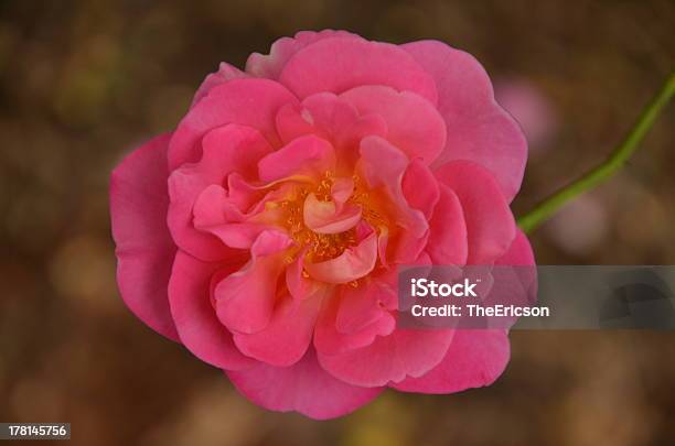 Rosa Rosa - Fotografie stock e altre immagini di Capolino - Capolino, Colore descrittivo, Composizione orizzontale