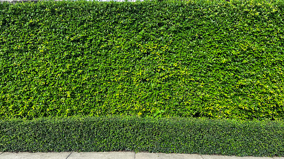 Green Leaves Plant Vertical Garden Wall