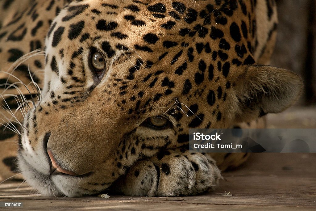 Leopardo (Big Cat) - Foto de stock de Amarelo royalty-free