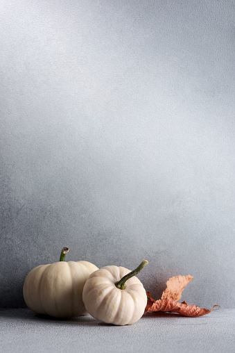 Collection of miniature pumpkins on gray background for Fall and Thanksgiving holidays