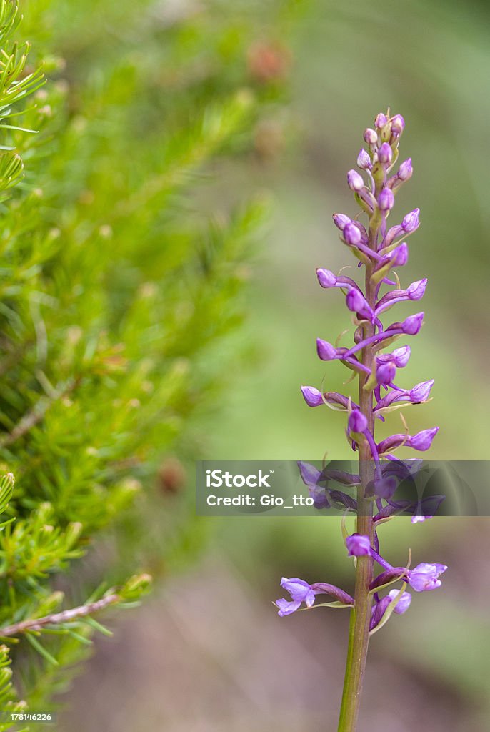 Wilde Orchidee: Gymnadenia conopsea - Lizenzfrei Alpen Stock-Foto