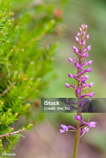 Wild Orchid Gymnadenia Conopsea - Fotografie stock e altre immagini di Alpi - Alpi, Alto Adige, Ambientazione esterna