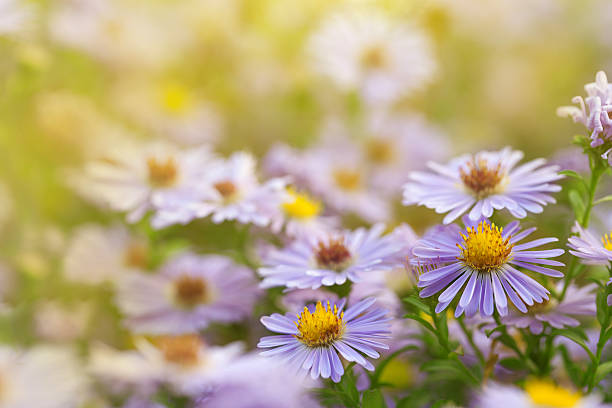 istock Beautiful flowers Michaelmas Daisy 178146591