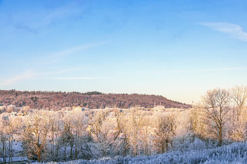 Frosty winter day with trees in a city park