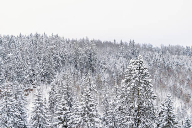 istock Snowy spruce forest in a landscape view at winter 1781467798
