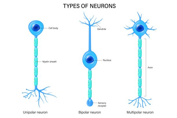 ilustraciones, imágenes clip art, dibujos animados e iconos de stock de vector de tipos de neuronas. neurona unipolar, bipolar y multipolar. tipos de neuronas. anatomía de las células nerviosas. - dendrita