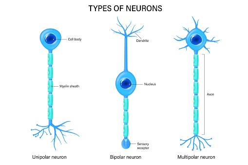 Types of neurons vector. Unipolar, Bipolar and multipolar neuron. Neuron types. Nerve cell anatomy.
