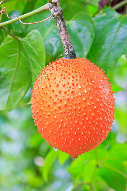 gac frutas maduras - cucurbitales - fotografias e filmes do acervo