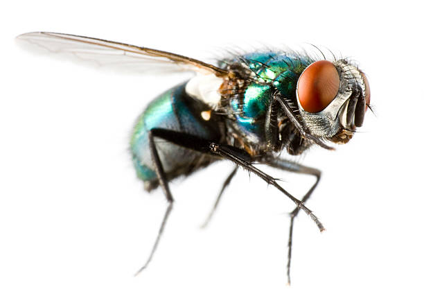 Extreme close-up of a flying house fly flying house fly in extreme close up on white background bugs stock pictures, royalty-free photos & images
