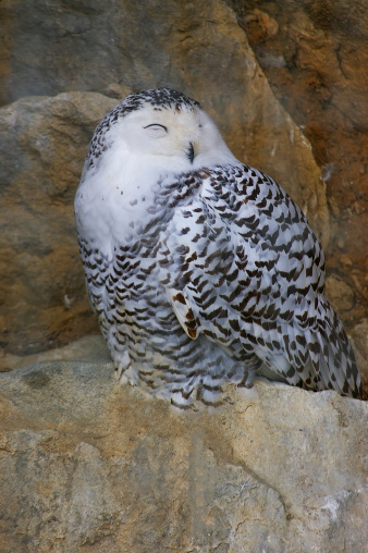 Owl.Nyctea scandiaca.Female