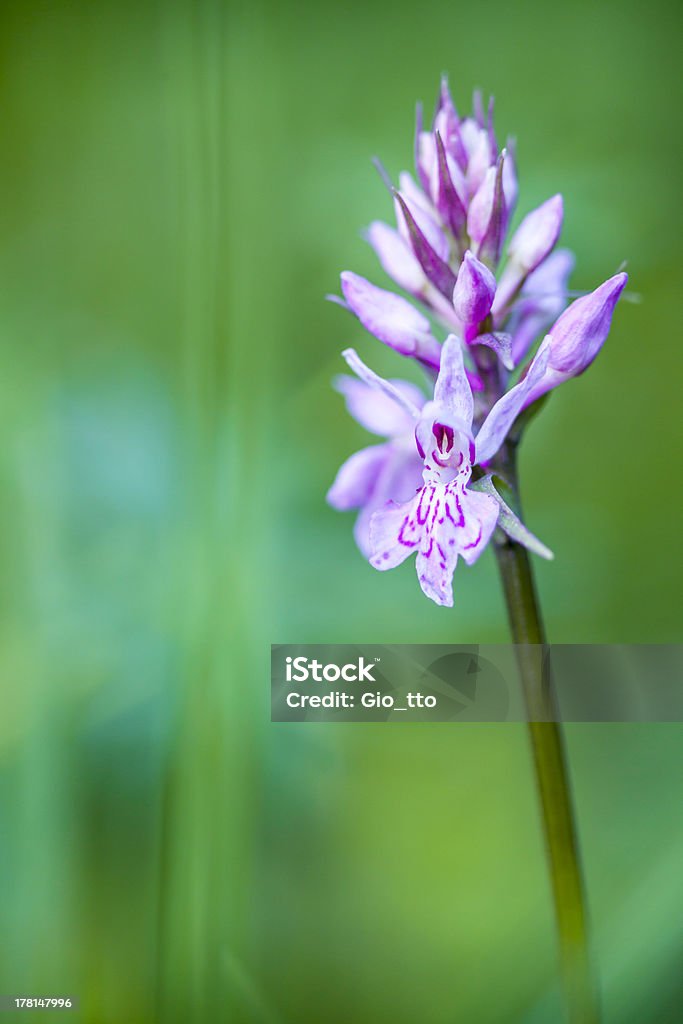 Wild orchid: Dactylorhiza maculata - Foto stock royalty-free di Alpi