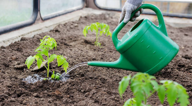 istock Human watering tomatoes with a watering can in the garden 1781480137