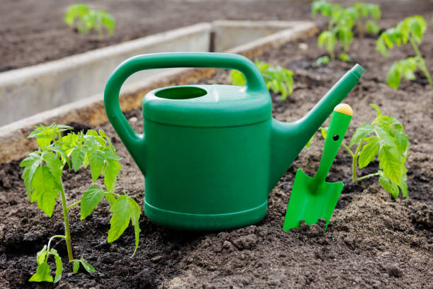 istock Tomato seedlings, watering can and scoop in the ground 1781480142