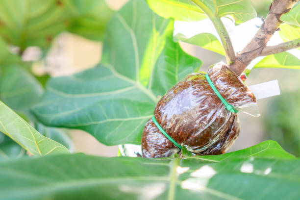 Propagating Fiddle Leaf Fig. Grafting tree plant on Fiddle Leaf Fig or Ficus lyrata branch Propagating Fiddle Leaf Fig. Grafting tree plant on Fiddle Leaf Fig or Ficus lyrata branch rooted cutting stock pictures, royalty-free photos & images