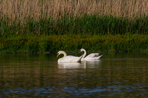 The mute swan Cygnus olor on the water of a small river. A beautiful white bird.