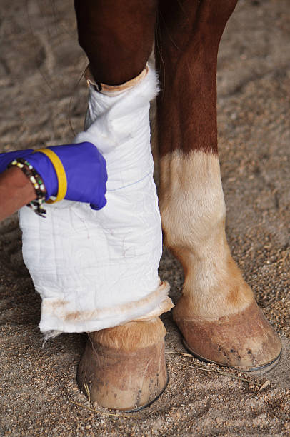 istock Horse Leg Injury Treatment 178148505