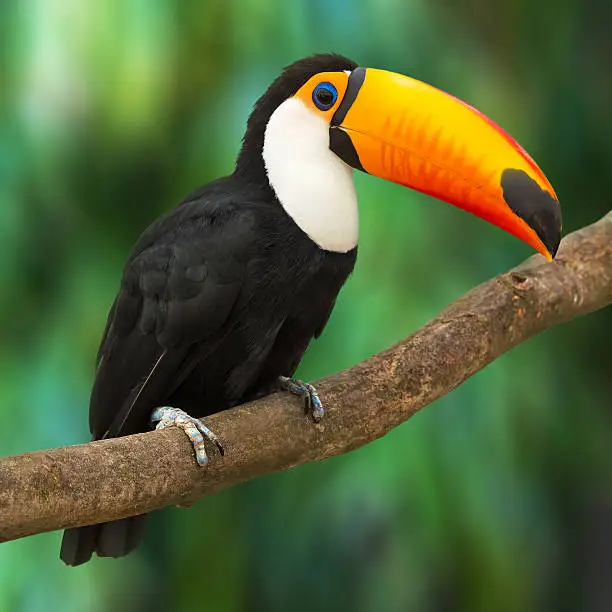Toucan (Ramphastos Toco) sitting on tree branch in tropical forest or jungle. See also: