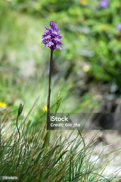 Photo libre de droit de Orchidée Sauvage Dactylorhiza Maculata banque d'images et plus d'images libres de droit de Alpes européennes - Alpes européennes, Alpes suisses, Arrière-plan net