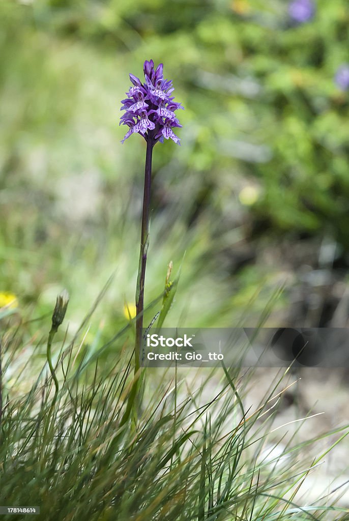 Wild Orchid: Dactylorhiza maculata - Foto de stock de Alpes europeus royalty-free