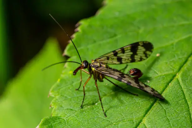 Closeup on a German scorpionfly , Panorpa germanica sitting on a green leaf.