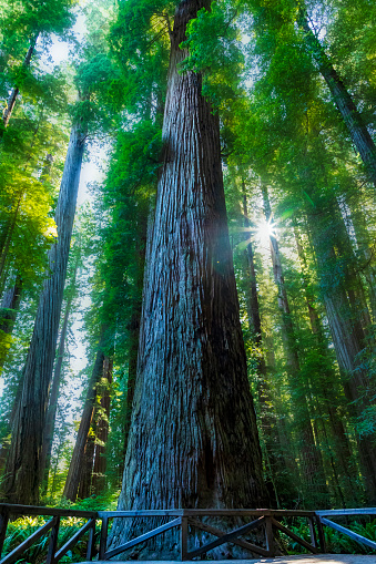 towering massive redwood trees in Redwood National Park and state parks in northern California .
