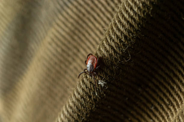 istock A dangerous insect mite on the tissue surface creeps toward the target, red 1781488871