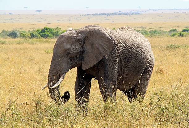 istock solitary elephant in masai mara national reserve 178148979