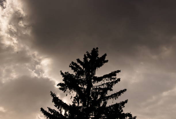Top of Spruce Tree against Storm Dark Cloudy Sky