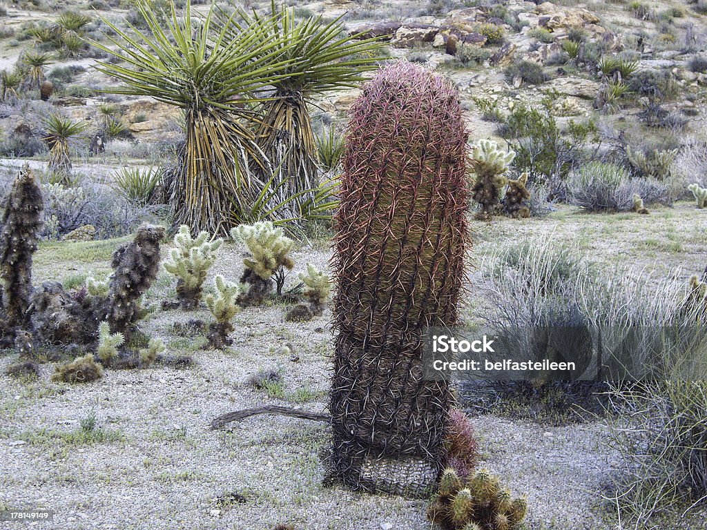 Desierto De Flora Foto de stock y más banco de imágenes de Aire libre - Aire libre, Arena, Cactus - iStock Desierto De Flora Foto de stock y más banco de imágenes de Aire libre - Aire libre, Arena, Cactus - iStock
