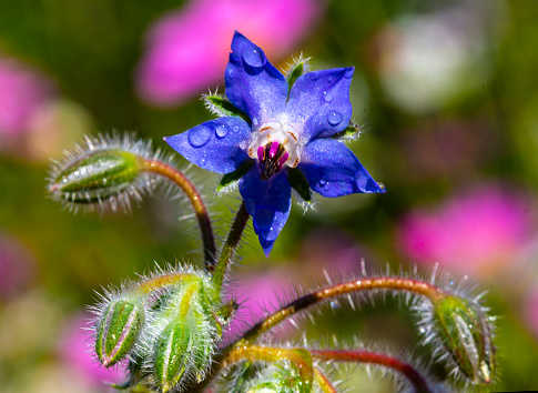Annual borage medicinal (lat. Borago officinalis). Honey plant. It is used to treat gout, articular arthritis and skin diseases caused by metabolic disorders.