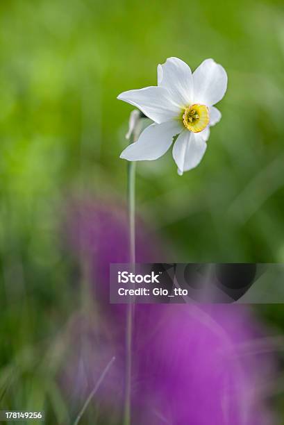 Narciso Narcissus Stock Photo - Download Image Now - Alto Adige - Italy, Animal Wildlife, Beauty In Nature