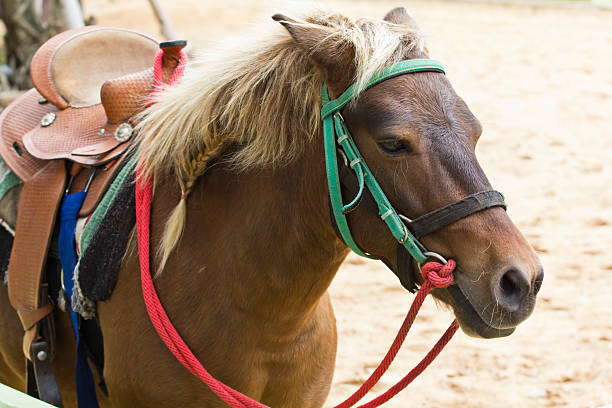 istock Horse on farm Chokchai 178149410