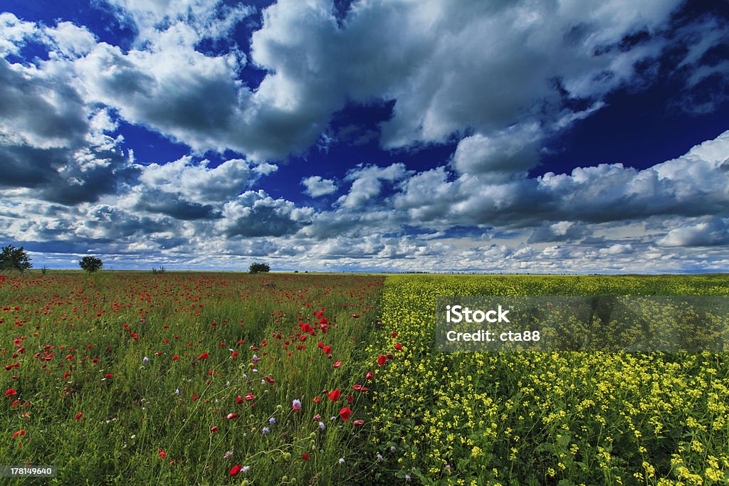 Hermoso campo campo de verano - Foto de stock de Adormidera libre de derechos