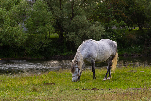 A beautiful white grey horse stays calm grazing on green grass field or pasture, its ears up and head down. Rural landscape background.