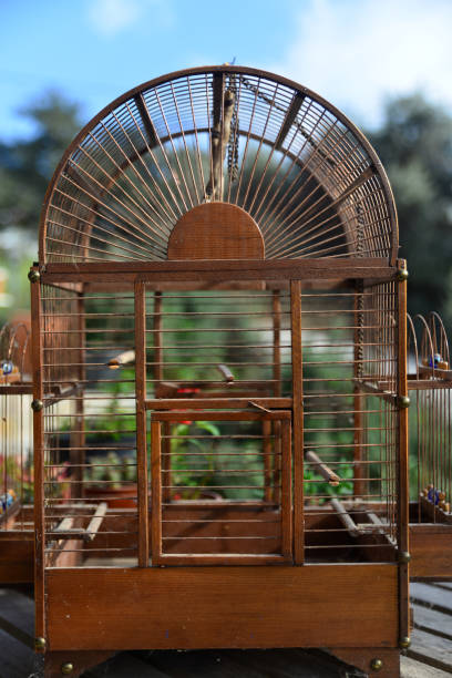 Ancient white painted wooden bird cage with small red bird isolated on a white background