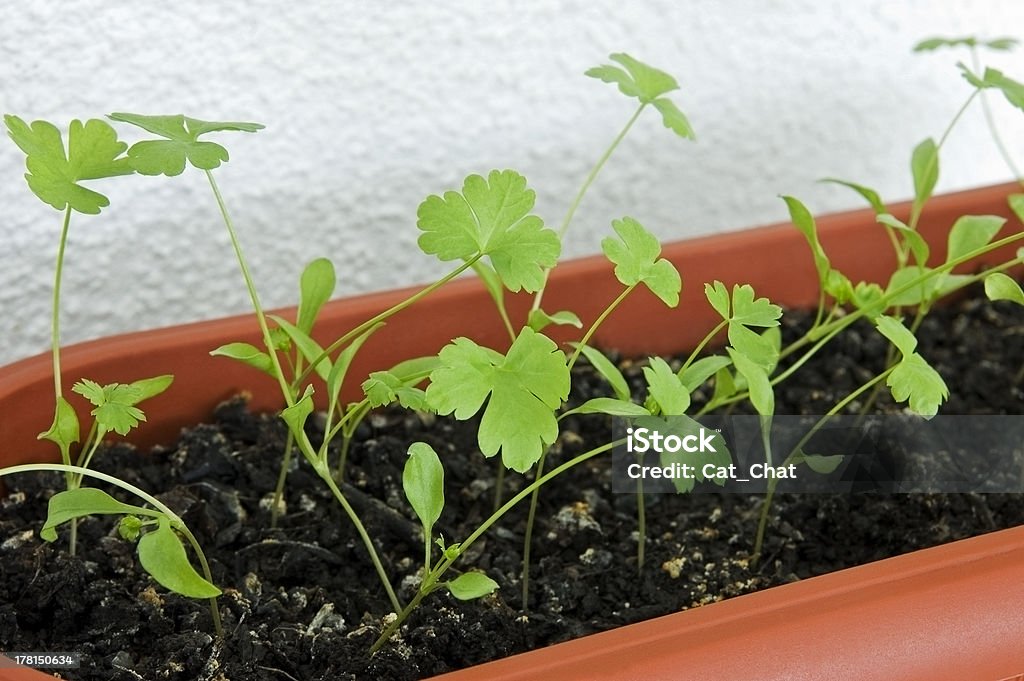 Parsley in pot Young seedlings of parsley in pot on balcony close up Agriculture Stock Photo