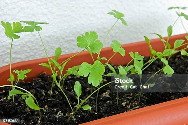 Parsley In Pot Stock Photo - Download Image Now - Agriculture, Animal, Balcony