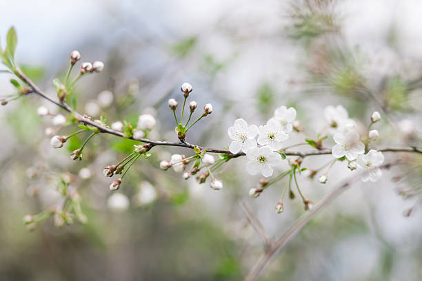 istock Branch of blooming cherry 178150722