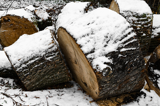 Large linden stumps covered with snow in the garden