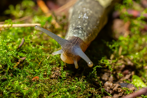 Limax maximus - leopard slug crawling on the ground among the leaves and leaves a trail.