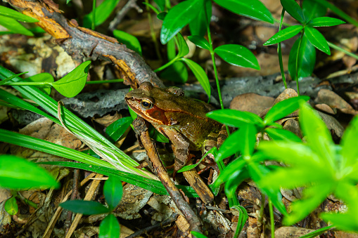 The wood frog, Lithobates sylvaticus or Rana sylvatica. Adult wood frogs are usually brown, tan, or rust-colored, and usually have a dark eye mask.
